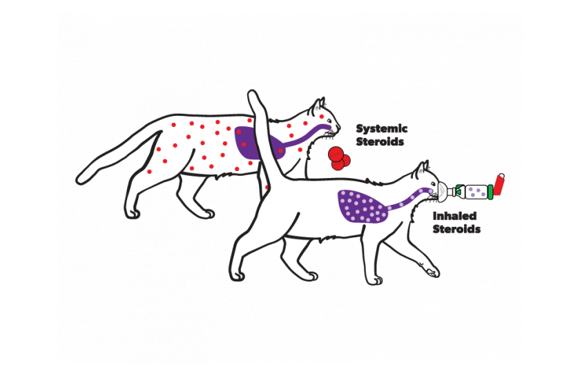 Cat inhaled vs systemic medications