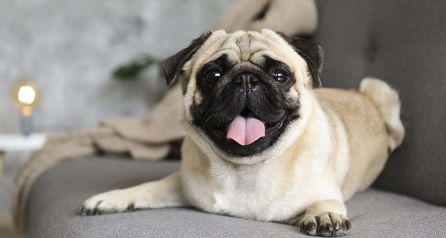 Happy pug sitting on couch. 