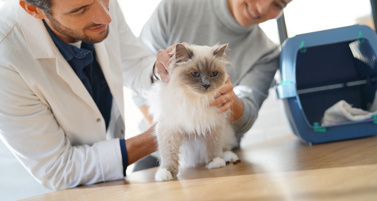 A cat being examined to determine which supplements would help manage feline asthma