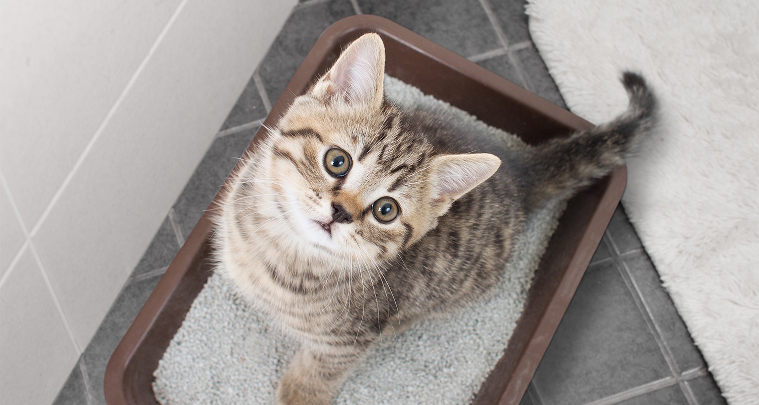A cat using low dust litter is less likely to have an asthma attack triggered by dust.