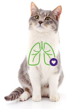 Cat with lung illustration