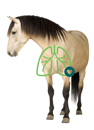 Horse with lung illustration