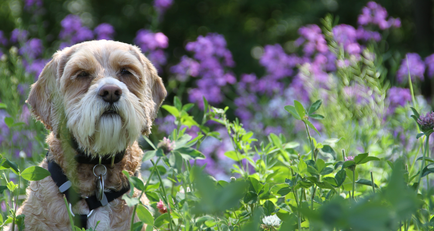 A dog sitting outdoors surrounded by long grass and purple flowers.