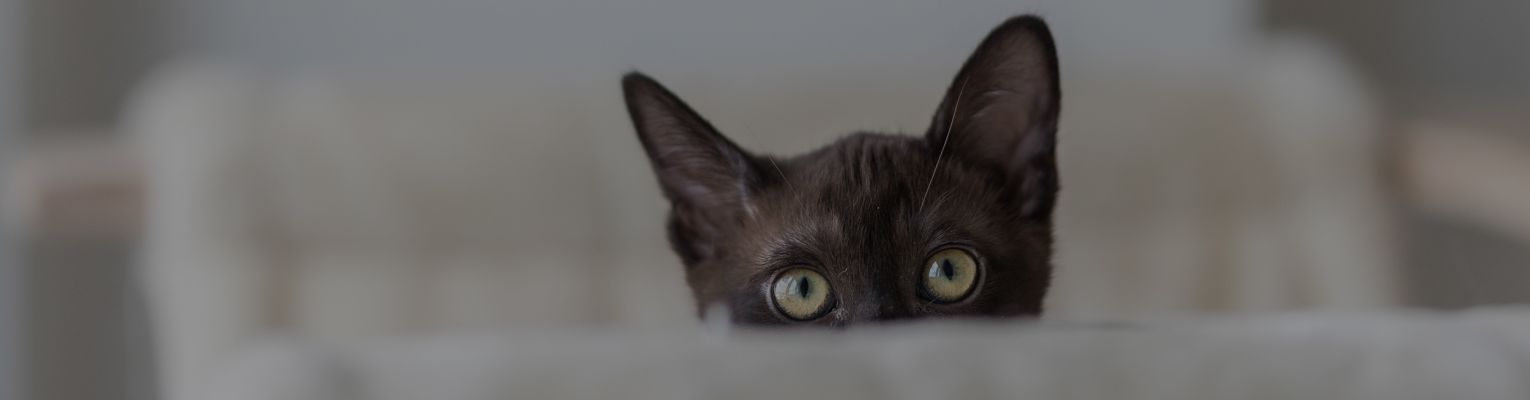 Dark brown cat with green eyes peeking over table.