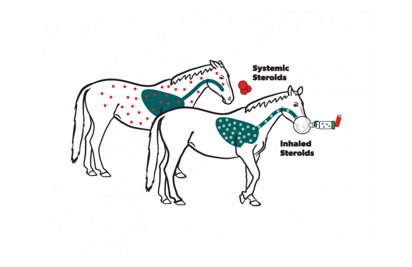 Horse inhaled vs systemic medications
